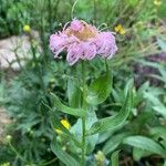 Erigeron speciosusFolha