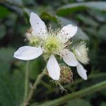 Rubus foliosus Квітка