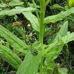 Cynoglossum amabile Escorça