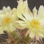 Astrophytum capricorne 花