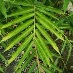 Aframomum daniellii Hoja