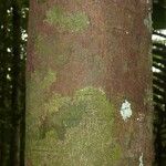 Pouteria reticulata Corteza