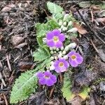 Primula sonchifolia