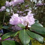 Rhododendron campanulatum Φύλλο