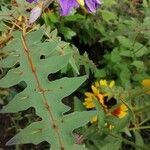 Solanum pyracanthos Blatt