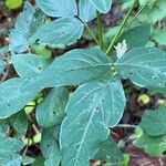 Desmodium paniculatum Leaf