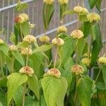 Phlomis russeliana Хабит