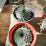 Sempervivum calcareum Лист