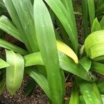 Hymenocallis littoralis Leaf