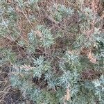 Artemisia thuscula Leaf