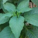 Brugmansia versicolor পাতা