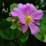 Pereskia grandifolia Flor