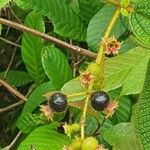 Miconia dependens Ffrwyth