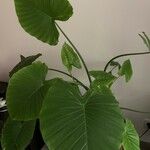 Alocasia macrorrhizosList