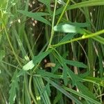 Bidens aristosa Leaf