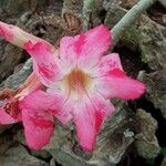 Adenium obesum Flower
