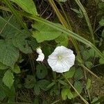 Calystegia silvatica Flower