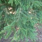 Picea abiesLeaf