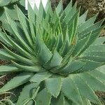 Aloe polyphylla Blad