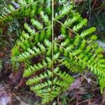 Dryopteris dilatata ഇല