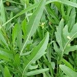 Diplotaxis tenuifolia Leaf