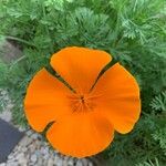 Eschscholzia californicaFlower