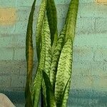 Sansevieria zeylanica Liść