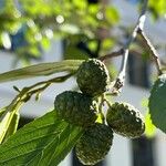 Alnus japonica ফল