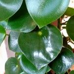 Peperomia polybotrya Лист