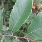 Castanopsis fargesii Лист