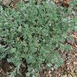 Artemisia frigida Blatt