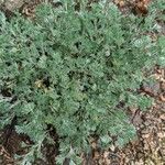 Artemisia frigida 葉