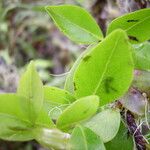 Embelia angustifolia Leaf