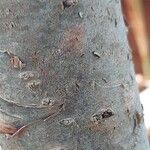 Araucaria laubenfelsii Bark