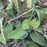 Stachys germanica Leaf