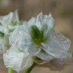 Paronychia kapela Flor