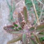 Kalanchoe × houghtonii Leaf