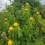 Centaurea macrocephala Habit