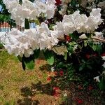 Rhododendron decorum Flor