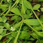 Stellaria alsine Blad