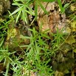 Galium aristatum 葉