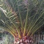 Phoenix canariensis Yaprak