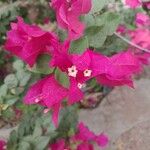 Bougainvillea spectabilisBloem