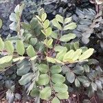 Ceratonia siliqua 葉