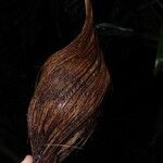 Sclerosperma mannii Frucht