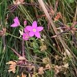 Centaurium pulchellum Цвят