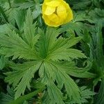 Trollius europaeus 叶