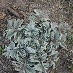 Verbascum undulatum Leaf