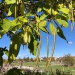 Catalpa bignonioides 果実