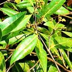 Avicennia alba Flower